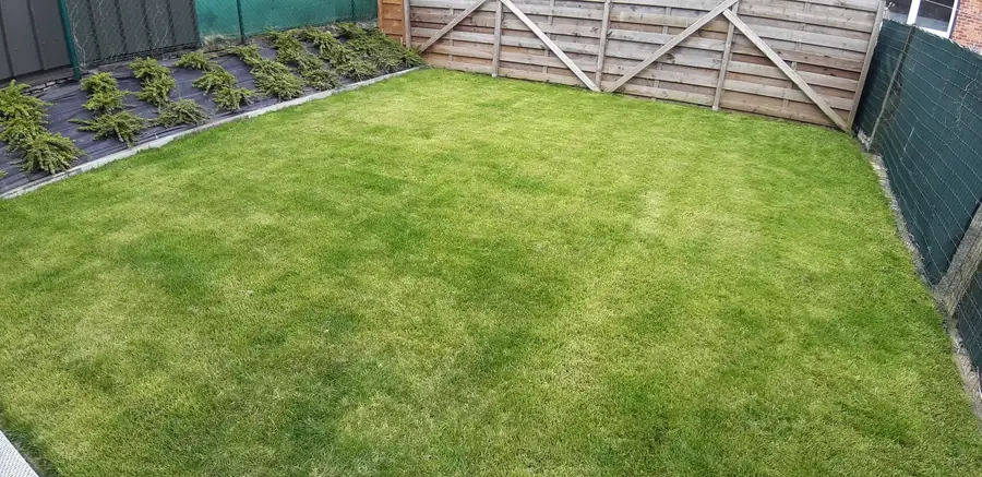 Pelouse semée derrière l'immeuble
